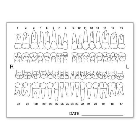 tooth chart anatomy labels