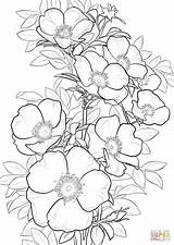 Coloring Rose Cherokee Pages Roses Printable Flower Drawing Supercoloring Drawings Color Animals Crafts Category Select Flowers Nature Cartoons Bible Many sketch template