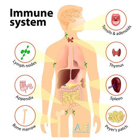 strengthen immune system functions naturally aai clinic