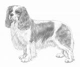 King Cavalier Charles Spaniel Coloring Sketch Fci Drawings Illustrations Breed Standard Nomenclature Designlooter 667px 35kb Breeds Sketches sketch template
