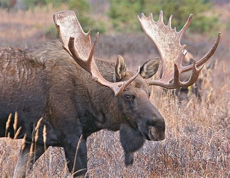 moose animal facts alces alces   animals