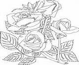 Rose Coloring Pages Realistic Printable Info sketch template