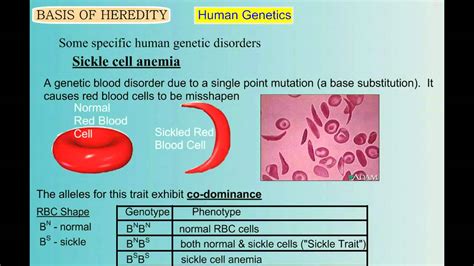 genetics part  human genetic disorders youtube