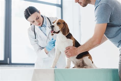 ways  boost business  grow  veterinary clinic voicelink