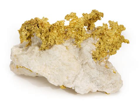 classic gold  quartz specimen natural history including fossils