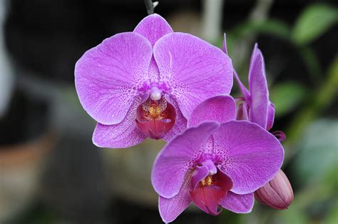 gruene bohnen leber huepfen las orquideas saugen schmuecken indica