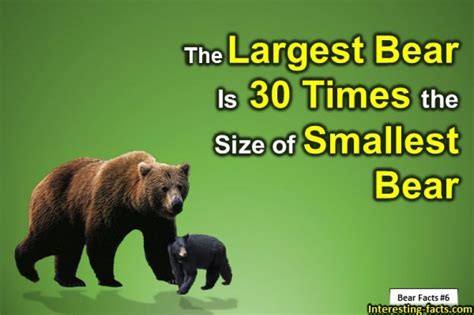 bear facts  big  bearable facts  bearsbear facts