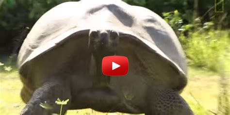 here s what happens when you interrupt a humongous turtle having sex