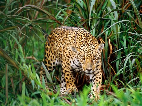 leopard  biggest animals kingdom