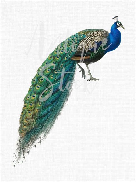 Bird Clip Art Vintage Peacock Image Indian Peafowl