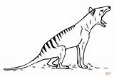 Tasmanian Tiger Coloring Devil Pages Thylacine Drawing Color Clipart Getcolorings Getdrawings Printable sketch template