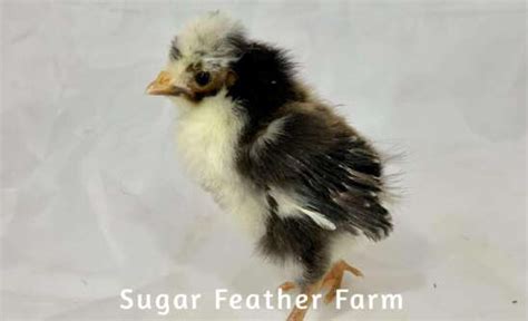 tolbunt polish chicken sugar feather farm