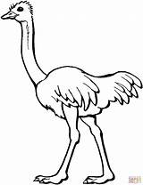 Ostrich Coloring Drawing Pages Kids Clipart Silhouettes sketch template