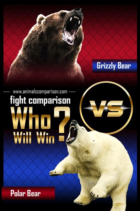 polar bear  grizzly bear fight comparison   win