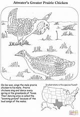 Coloring Prairie Chicken Greater Pages Grouse Attwater Ruffed Drawing sketch template