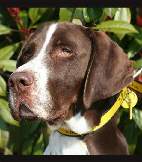 sponsor  dog freddie shorthaired pointer dogs trust