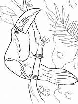 Coloring Pages Toucan Bird Getcolorings Printable Color sketch template