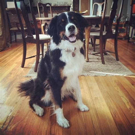 great bordernese great pyrenees border collie  bernese mountain dog   friend