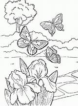 Schmetterling Ausmalbilder Coloringhome sketch template