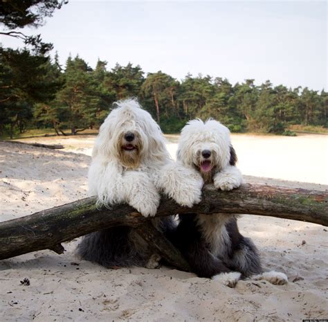 picture   day  english sheepdogs hanging   huffpost uk
