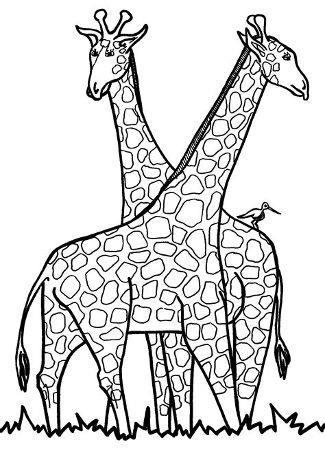giraffe outlines printable clipart
