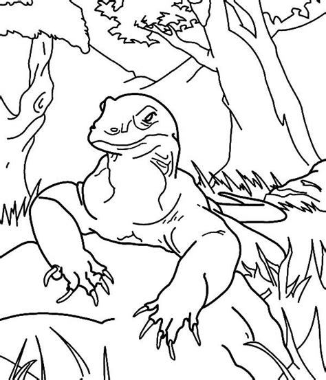 komodo dragon  rest coloring pages  print