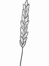Coloring Wheat Printable Supercoloring Categories sketch template