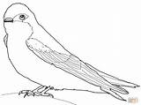 Swallow Tree Coloring Pages Printable Drawing Supercoloring sketch template