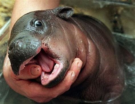 happy baby hippo teh cute