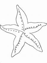 Zeester Kleurplaat Starfish Kleurplaten sketch template