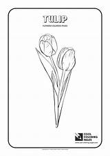 Coloring Pages Simple Tulip Cool Easy Bird Plants Mushroom Print Kids sketch template