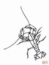 Crayfish Drawing Getdrawings Coloring sketch template