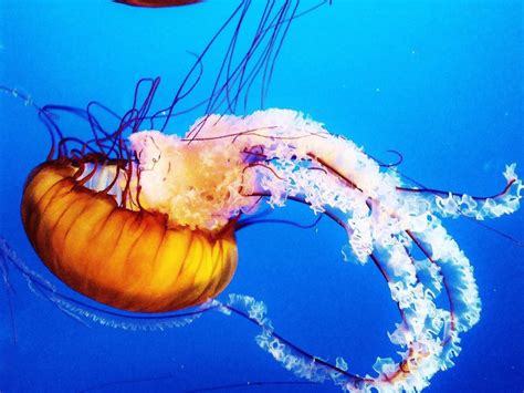 gps guide  graceful jellyfish     feel  stressed