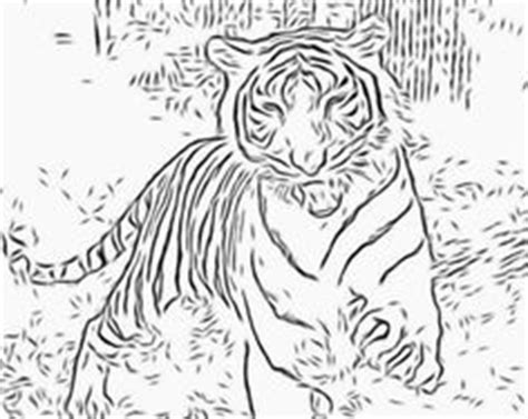 images  big cats  pinterest coloring pages tigers
