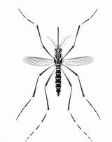 Mosquito Coloring Pages Print Printable Kids Realistic Coloringbay Color Bestcoloringpagesforkids Choose Board sketch template