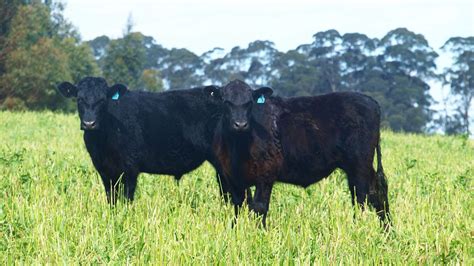 benefits  grass fed beef maleny black angus beef