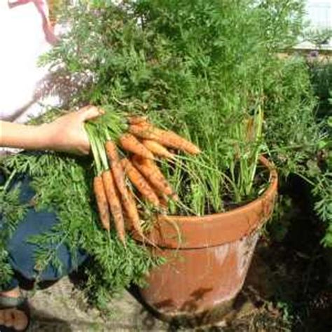 learn   grow carrots  versatile  delicious vegetable