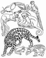 Coloring Animals Pages Rainforest Brazil Brett Jan Umbrella Jungle Animal Mural Colouring Small Leopard Printable Amur Crafts Drawings Janbrett Color sketch template