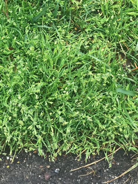 weed poa annua henrico horticulture