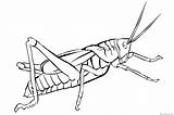 Grasshopper Coloring Pages Kids Printable Clipart Library Popular Books Line sketch template