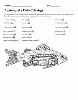 Fish Worksheet Coloring Matching Anatomy sketch template