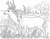 Deer Coloring Pages Tailed Mule Deers Printable Print Two Animals Supercoloring Whitetail Bucks Sheets Clipart Tail Animal Adult Kids Popular sketch template