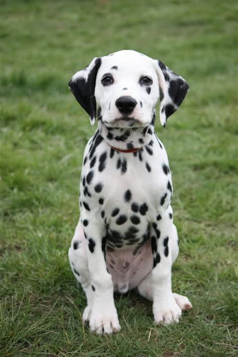 cute dalmatian puppy pictures