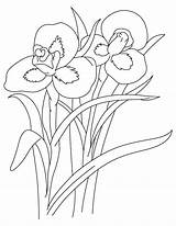 Iris Coloring Flower Pages Drawing Clipart Printable Drawings Getcolorings Line Irises Blue Getdrawings Library Book sketch template