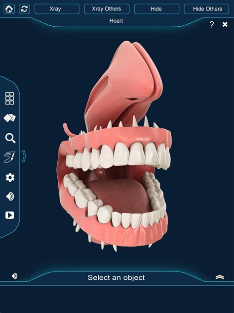 dental anatomy pro  android apk