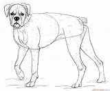 Boxer Dog Draw Drawing Step Coloring Line Tutorials Pitbull Corgi Getdrawings sketch template