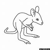 Kangaroo Coloring Pages Animals Jungle Online Baby Drawing Clipart Easy Library Getdrawings Thecolor Insertion Codes sketch template