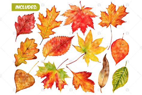 watercolor autumn leaves clipart set fall leaf png  yellow images