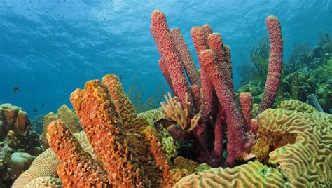 biotyper marine organizations   maldi biotyper  identify microorganisms protect