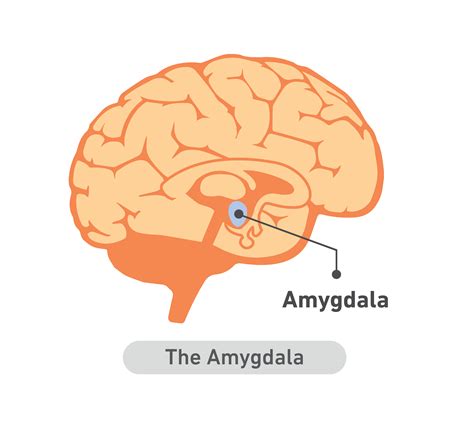amygdala  field guide